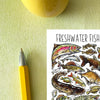 Alexia Claire | Freshwater Fish of Britain | Postcard | Conscious Craft